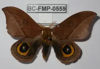 A. complicata por Frank Meister.