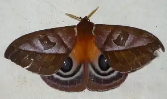 A. cryptica por Ron Brechlin.