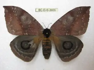 A. denticulata por Eric Van Schayck.