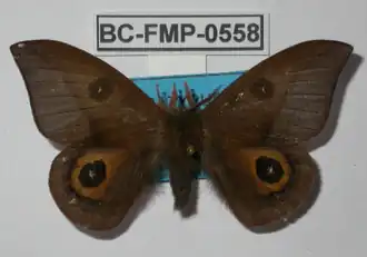 A. diavolanda por Frank Meister.