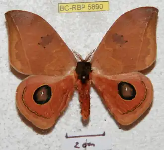 A. fieldi por Ron Brechlin.