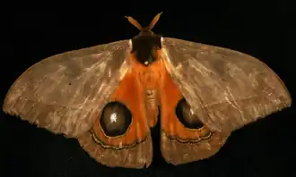 A. fletcheri pelo Photography Group do Centre for Biodiversity Genomics.