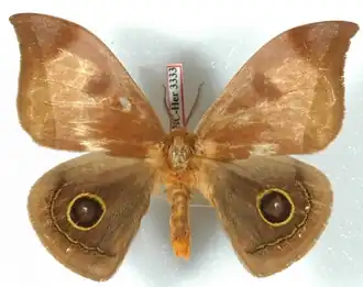 A. gabriellae por Daniel Herbin.