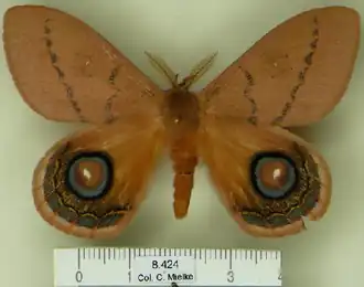 A. goiasensis por Carlos Mielke.