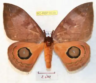 A. goodsoni por Ron Brechlin.