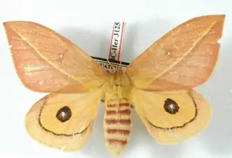 A. grammodes por Daniel Herbin.