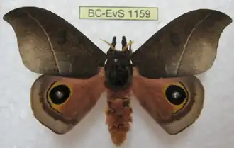 A. innoxia por Eric Van Schayck.