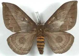 A. inornata por Daniel Herbin.