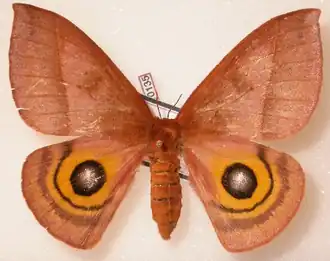 A. iris por Daniel Herbin.