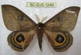 A. labriquei por Eric Van Schayck.