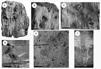 fóssil de Baieroxylon cicatricum.