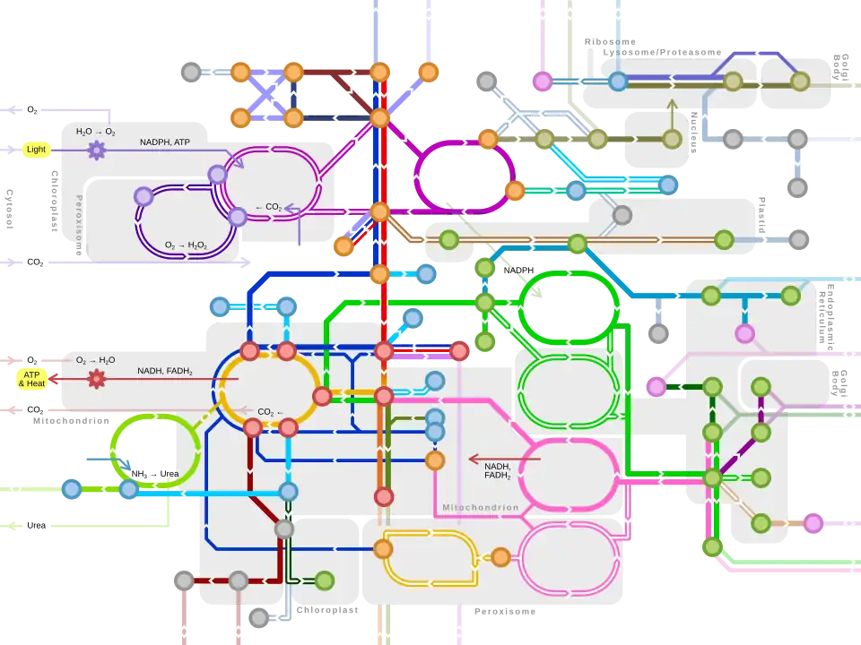 Mapa estilo metrô das principais vias metabólicas