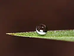 A. Gota de água contraída sobre uma folha.