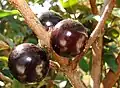 Jabuticaba, fruta rica em Peonidina
