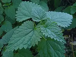 The dark green dentated elliptic leaves of a nettle