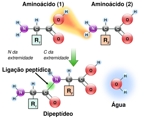 Dois aminoácidos são mostrados próximos. Um deles perde um átomo de hidrogénio e de oxigénio a partir de seu grupo carboxila (COOH) e o outro perde um átomo de hidrogénio de seu grupo amino (NH2). Esta reacção produz uma molécula de água (H2O) e dois aminoácidos ligados por uma ligação peptídica (CO-NH-). Os dois aminoácidos ligados são chamados um dipeptídeo.