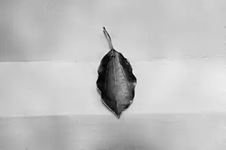 Canal azul da imagem isolado em níveis de cinza.