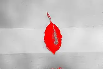 Imagem do objeto (folha) segmentado da imagem em vermelho.