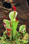 Heliamphora chimantensis, encontrada nos "tepuis", formação típica do planalto