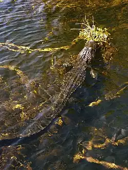 Fotografia colorida de um jacaré de tamanho médio com a cabeça acima da água, repousando sobre uma vegetação em água clara. O jacaré está cercado por fios amarelos e marrons de perifíton submersos