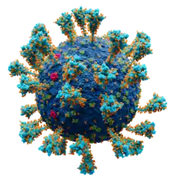 Scientifically accurate atomic model of the external structure of SARS-CoV-2. Each "ball" is an atom.