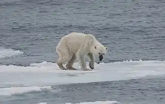 Um espécime famélico e esquálido de urso polar assenta as patas pelas superfícies desfeitas de um bloco glacial aquecido.