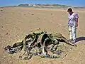 Welwitschia, fóssil vivo