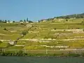Lavaux antes das vindimas