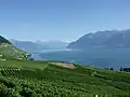 Lavaux e os Alpes