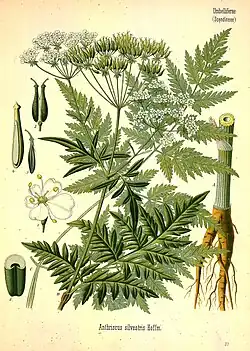 Folha de cicuta, Anthriscus sylvestris