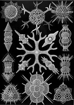 Spumellaria de Haeckel; seus esqueletos têm formas semelhantes a espumas