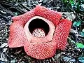 Perigone tubo da flor Rafflesia.