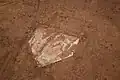 Home plate de um campo de baseball