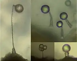 Corpos frutificantes de Schizoplamodiopsis vulgare (acima à direita) e Cavostelium apophysatum (abaixo à direita).