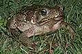 Bufo marinus (Sapo cururu)