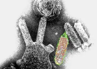 micrografia eletrônica de transmissão colorida do lyssavírus de morcego australiano. Os objetos semelhantes a balas são o vírus, e alguns deles estão brotando de uma célula.