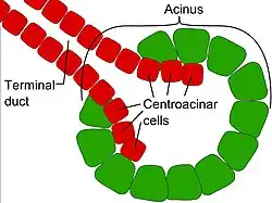 File:Centroacinar cells.jpg