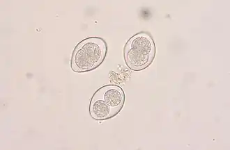 Coccidia sp.