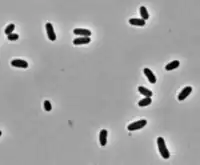 Corynebacterium pseudotuberculosis
