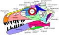 Crânio de Dromaeosaurus