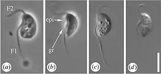 A espéce de malawimonada Gefionella okellyi (vista ao microscópio óptico).