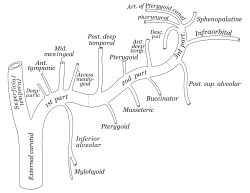 Ramos da artéria maxilar interna