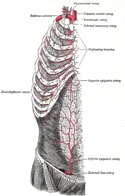 O tronco tireocervical, e a artéria torácica interna com suas ramificações.