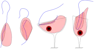 Quatro espécies de jacobídeos, mostrand o sulco e os flagelos: Jakoba libera (vista ventral), Stygiella incarcerata (vista ventral), Reclinomonas americana (vista dorsal) e Histiona aroides (vista ventral).