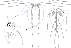 Retortamonas (Retortamonadida), à esquerda; Hexamita, ao centro, e Giardia, à direita (ambos Diplomonadida).