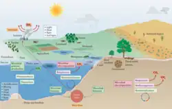 Microorganisms and climate change.png