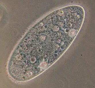 Paramecium aurelia