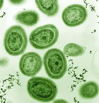 Imagem de MET de Prochlorococcus marinus (pseudo-colorido).