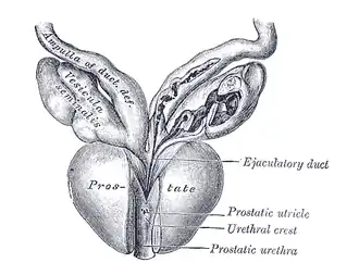 Vesiculæ seminales e ampullæ de ductus deferentes, vistos de frente.