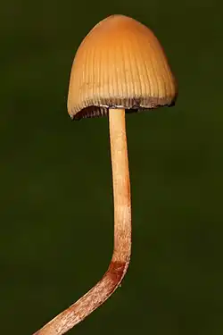 Cogumelos Psilocybe mexicana